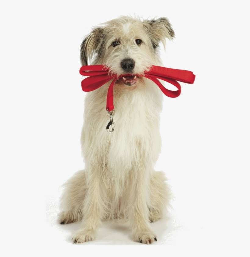 The Idea Is To Have Your Dog Walk Happily Under Control, - Petco Billboard, transparent png download
