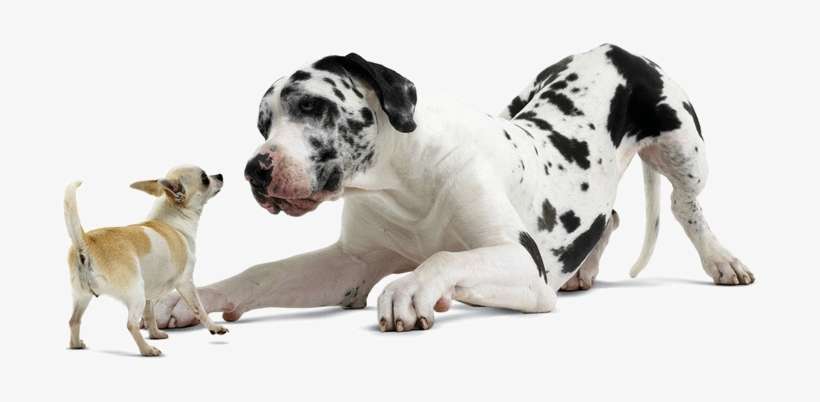 The Crate Should Be Large Enough For Your Dog To Stand - Googly Eyes Dog Memes, transparent png download