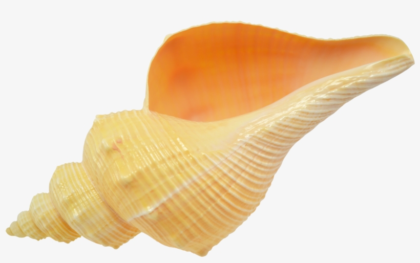 Tuba False Fusus Snail Decorative Shell 6-7" - 7 - 8" Hemifusustuba Shell, transparent png download