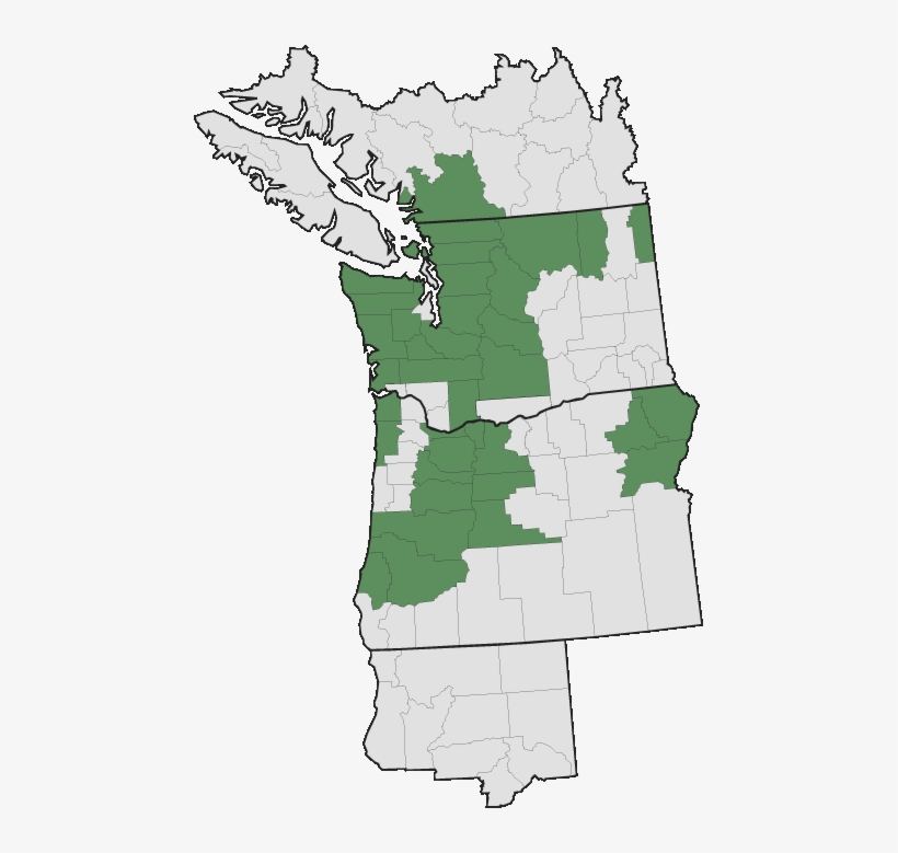 More Information - - Pacific Northwest English, transparent png download