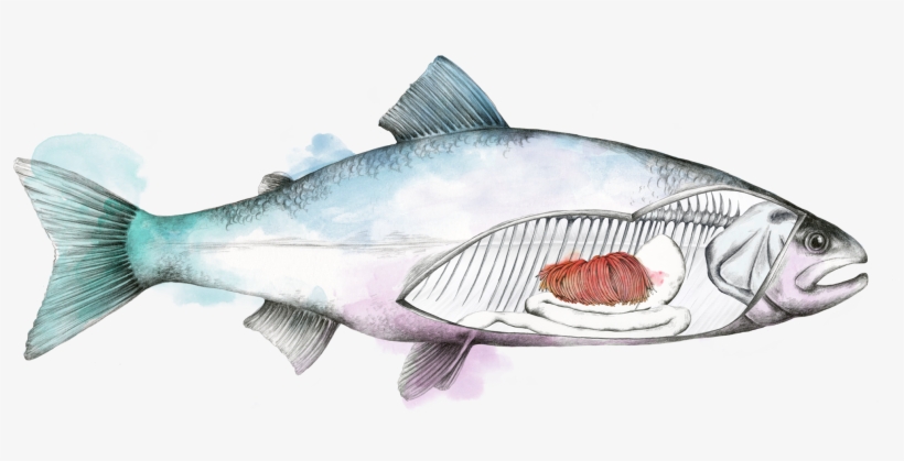 Fish, transparent png download