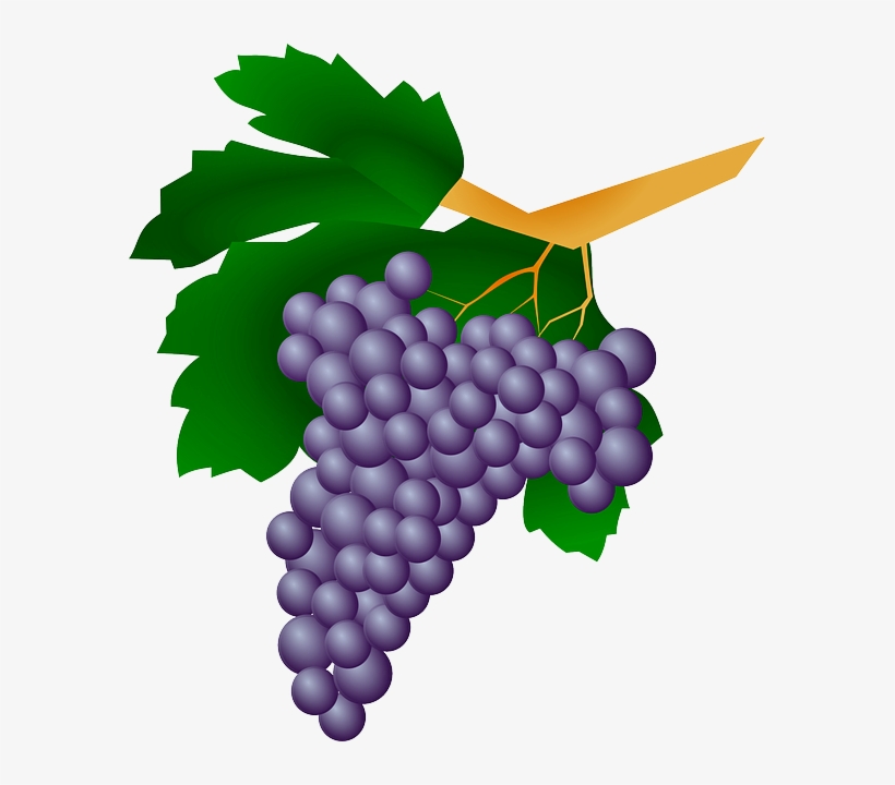 Uvas Em Png - Grappe De Raisin Clipart, transparent png download