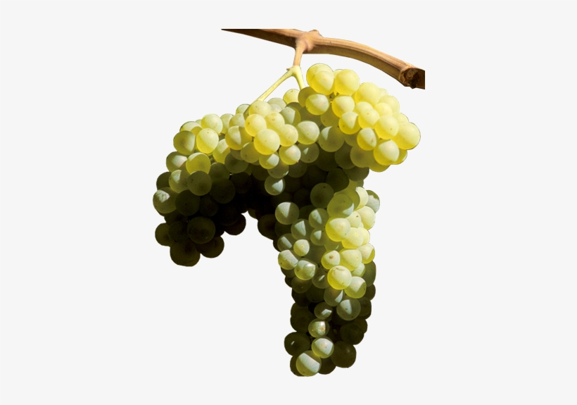 Uvas Blancas - Seedless Fruit, transparent png download