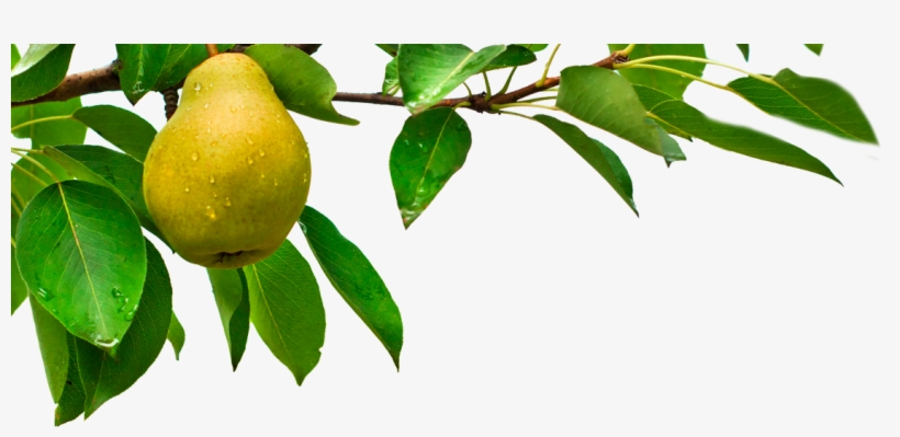 Opera Pears - Fruit Tree Branch Png, transparent png download