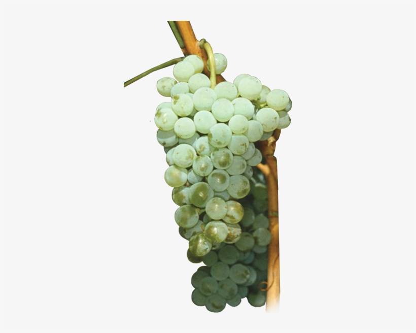 Uvas Blancas - Seedless Fruit, transparent png download