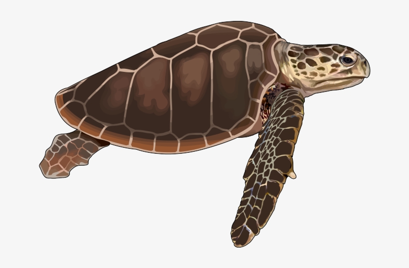 Tortuga-boba - Tortuga De Mar Png, transparent png download