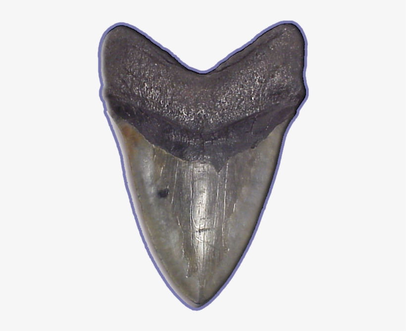 Megalodon Shark Teeth Are Very Large And Millions Of - Mega Shark Teeth, transparent png download