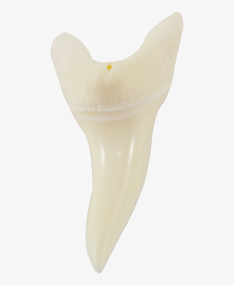 Shark Tooth, transparent png download