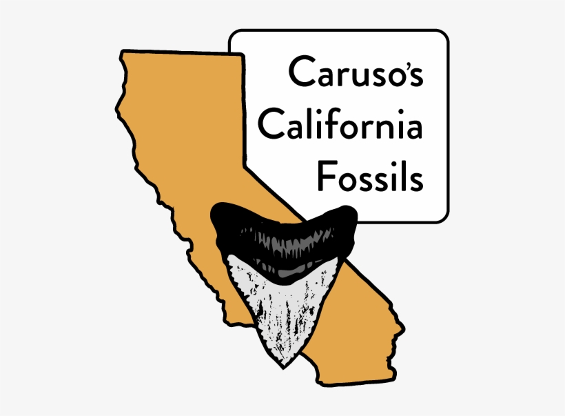 Fossil, transparent png download