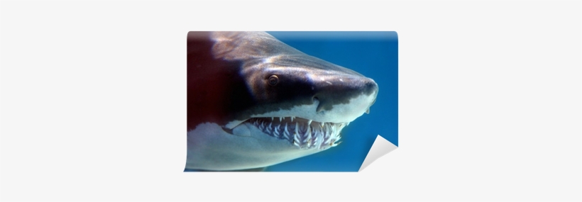 Shark, transparent png download