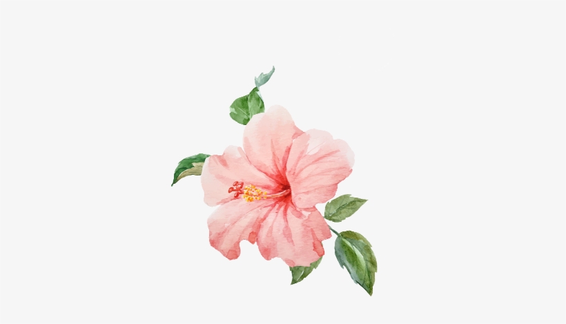 Watercolor Hibiscus, transparent png download