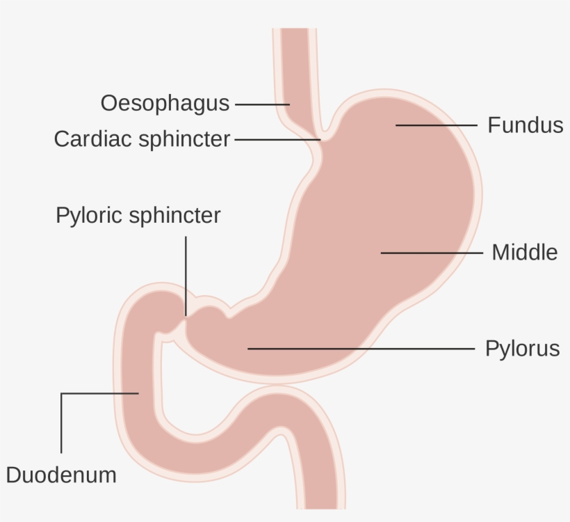 Open - Parts Of The Stomach Png, transparent png download
