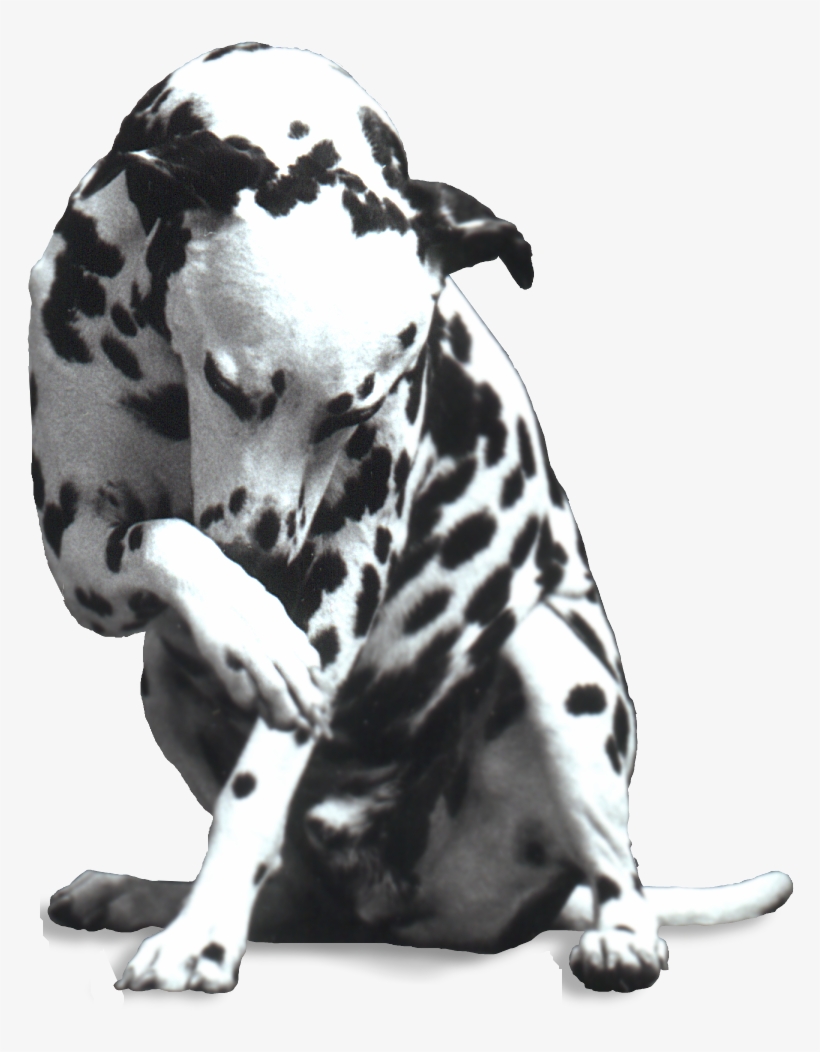 Dalmatian Dog, transparent png download
