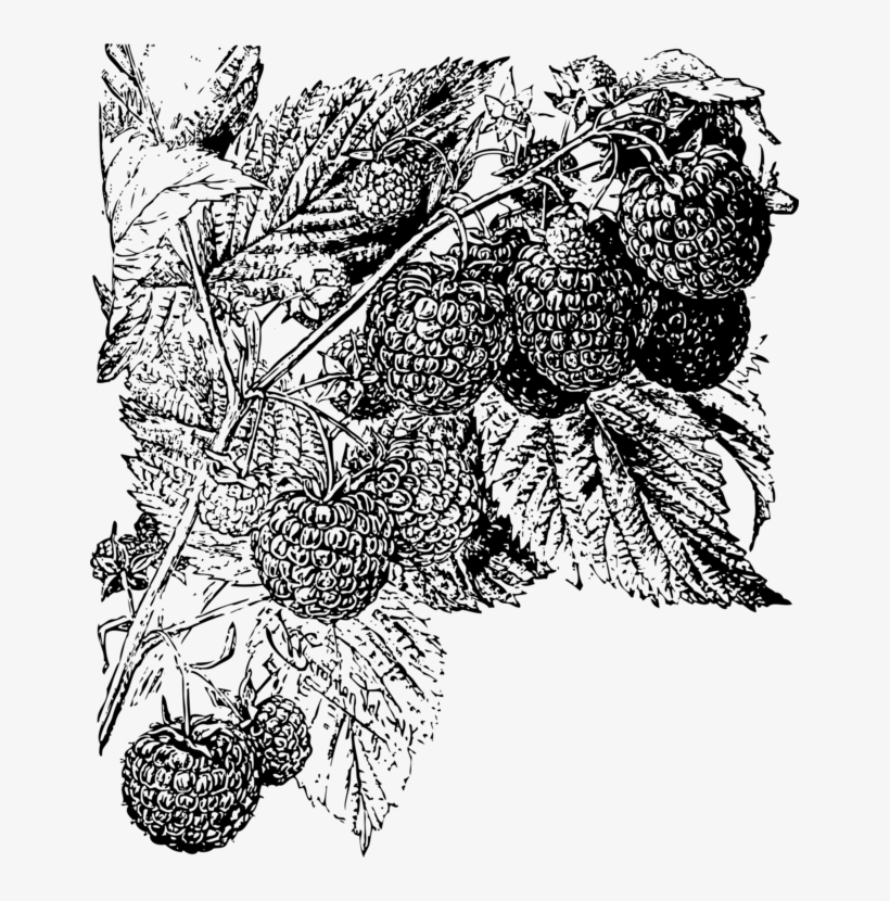 Grape Leaf Raspberry Beer Food - Clip Art, transparent png download