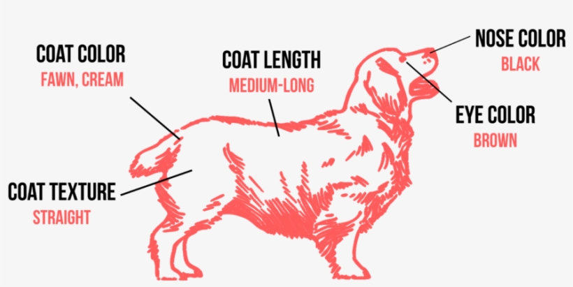 Golden Retriever Clipart One Dog - Corey Taylor, transparent png download