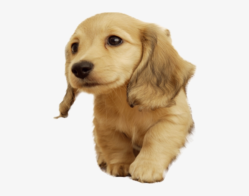 Cuteness Wallpaper Pups Transprent - My Best Paw Safety Dog Bowl (pink, Small), transparent png download