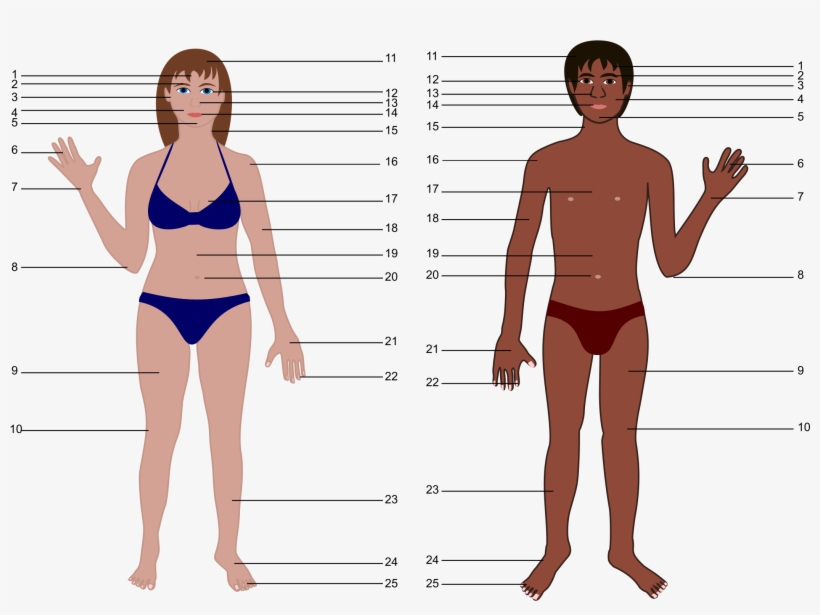 Big Image - People That Are Both Genders, transparent png download