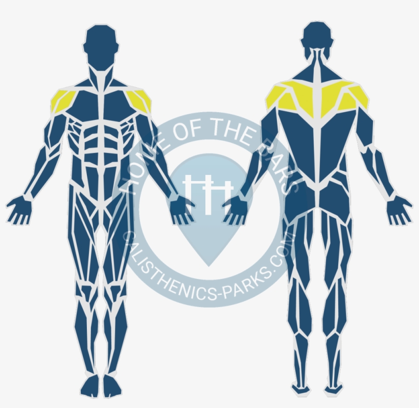 Anatomisch Human Flag - Skin The Cat Muskeln, transparent png download