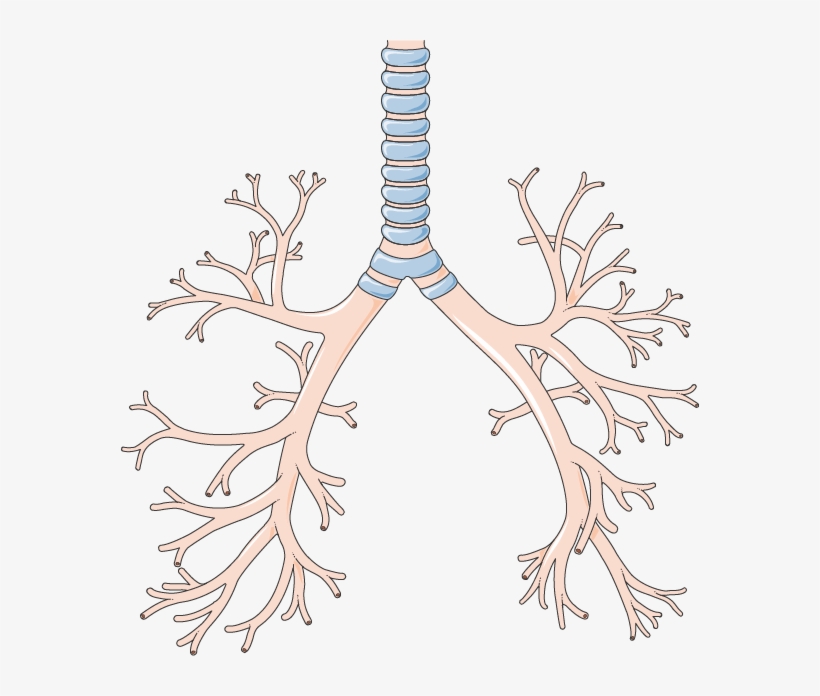 Have Gone Above And Beyond To Offer The Best And Most - Bronquios Png, transparent png download