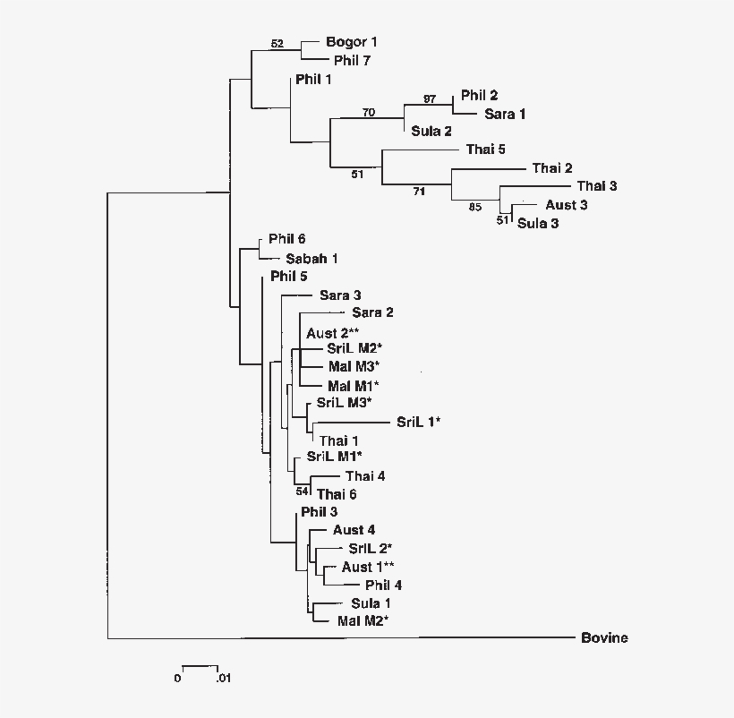 Neighbour Joining Tree For 33 Mtdna D Loop Haplotypes - Neighbor Joining, transparent png download