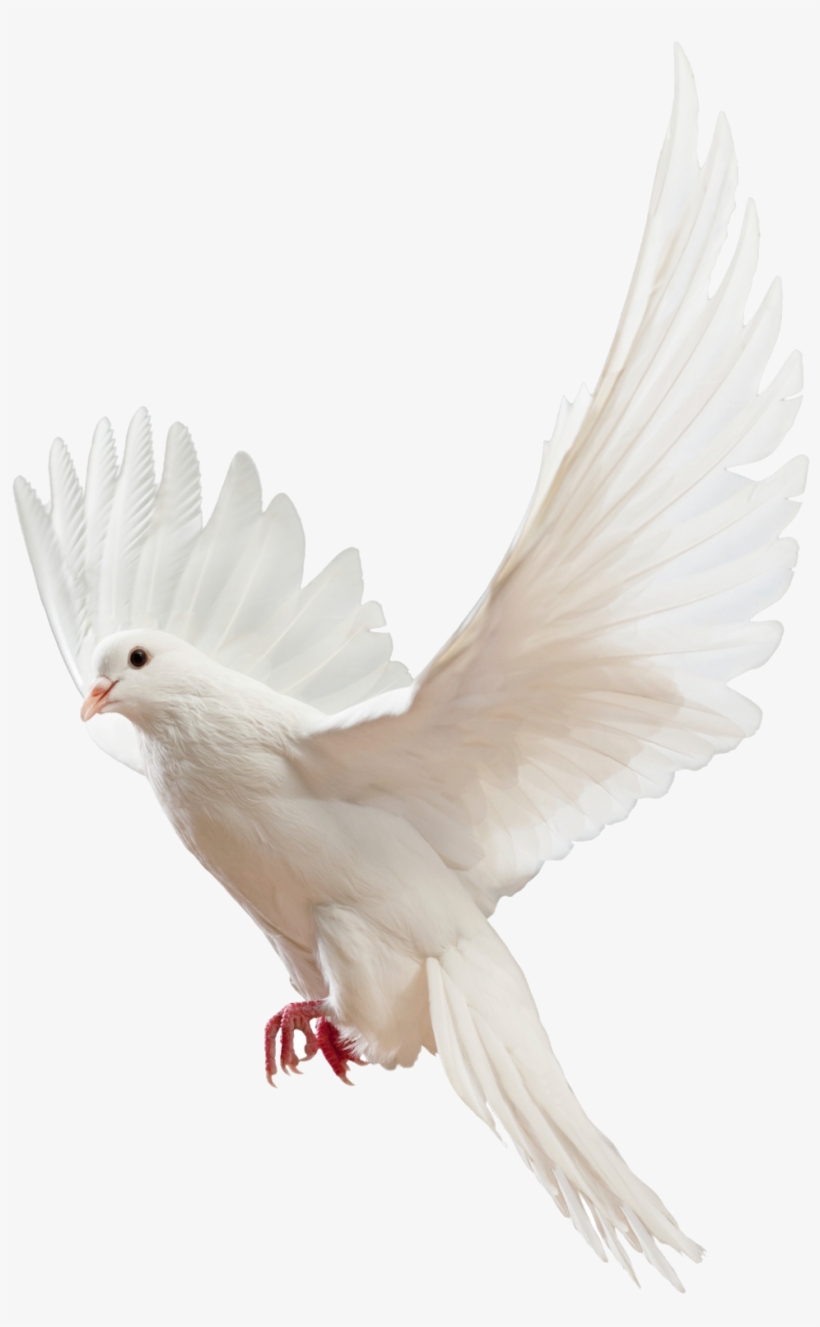 Flying Pigeon Png - Pigeons And Doves, transparent png download