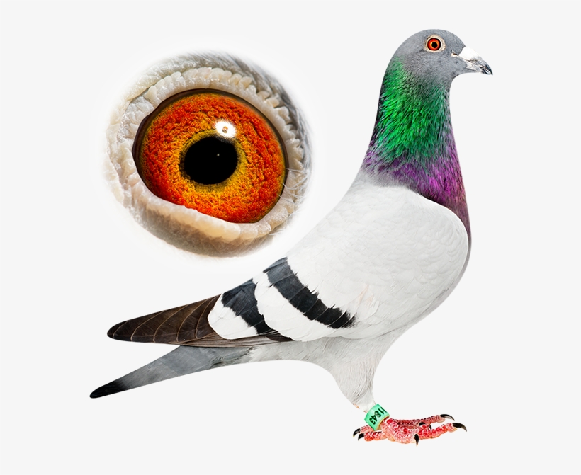 Back To All News - Pigeons And Doves, transparent png download