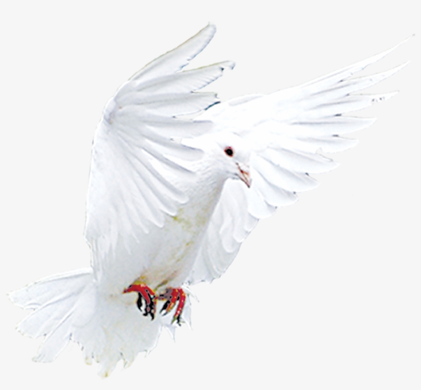 Download Messenger Pigeons Download Messenger Pigeons