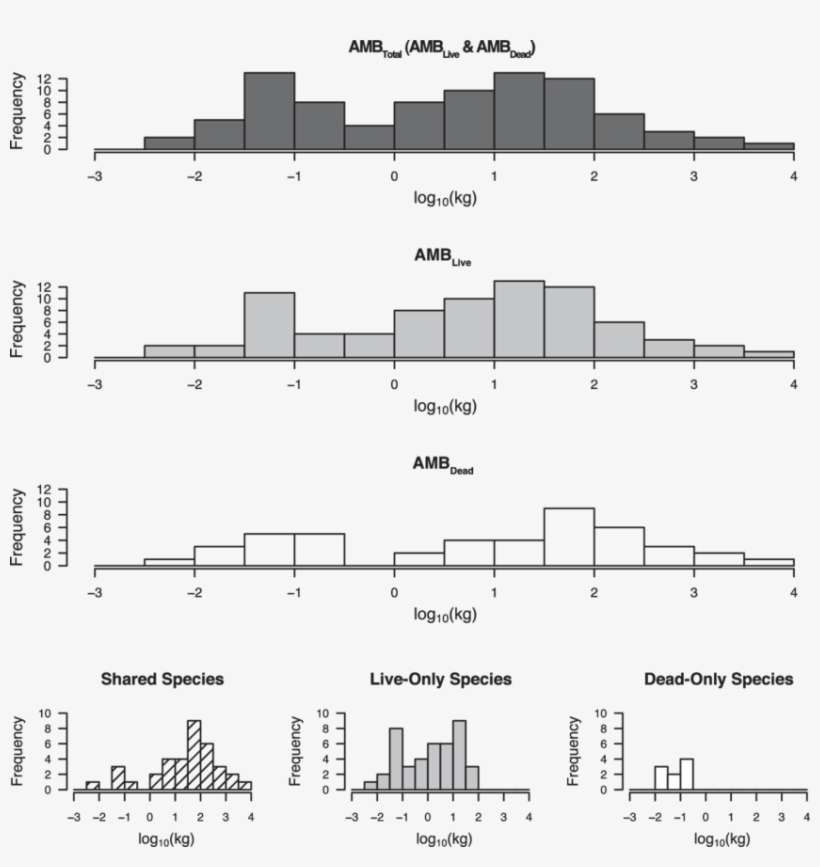 Log Transformed Body Size Frequency Distributions Of - Amboseli National Park, transparent png download