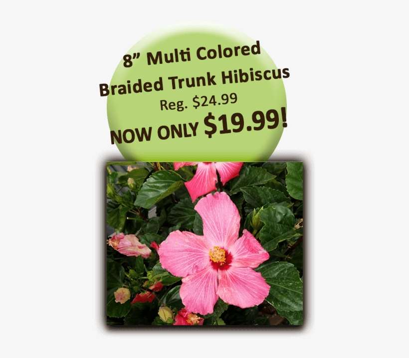 8in Hibiscus Multi Color Braided Trunk - Hawaiian Hibiscus, transparent png download