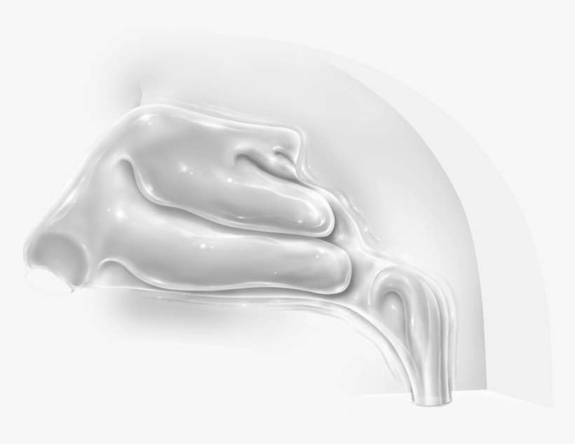 3d Nasal Cast Model - Relief, transparent png download