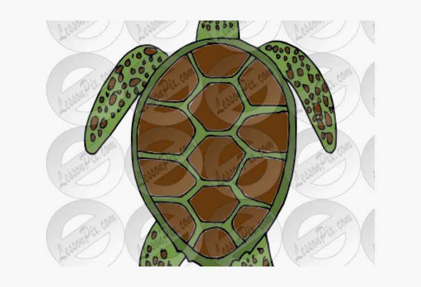 Sea Turtle Clipart Classroom - Sea Turtle, transparent png download