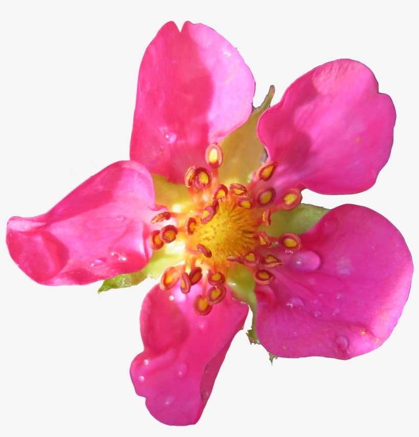 After - Rosa Rubiginosa, transparent png download