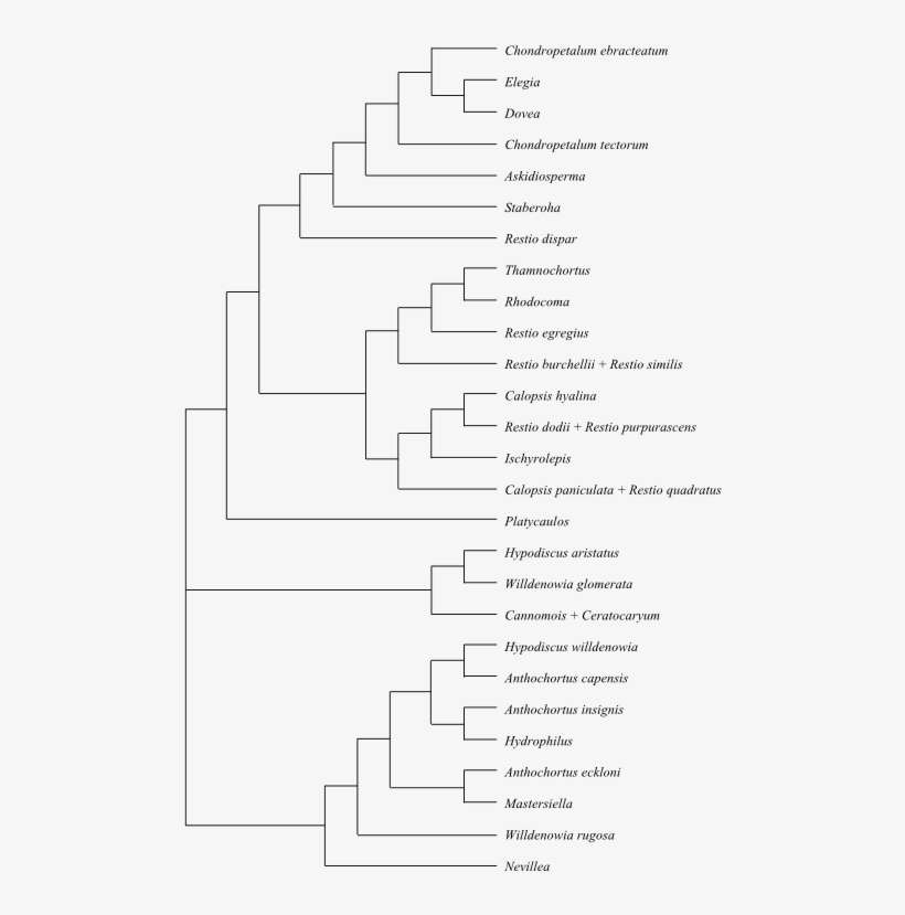 Cladogram Of Restionaceae In South Africa Based On - Springhill Suites By Marriott Logan, transparent png download