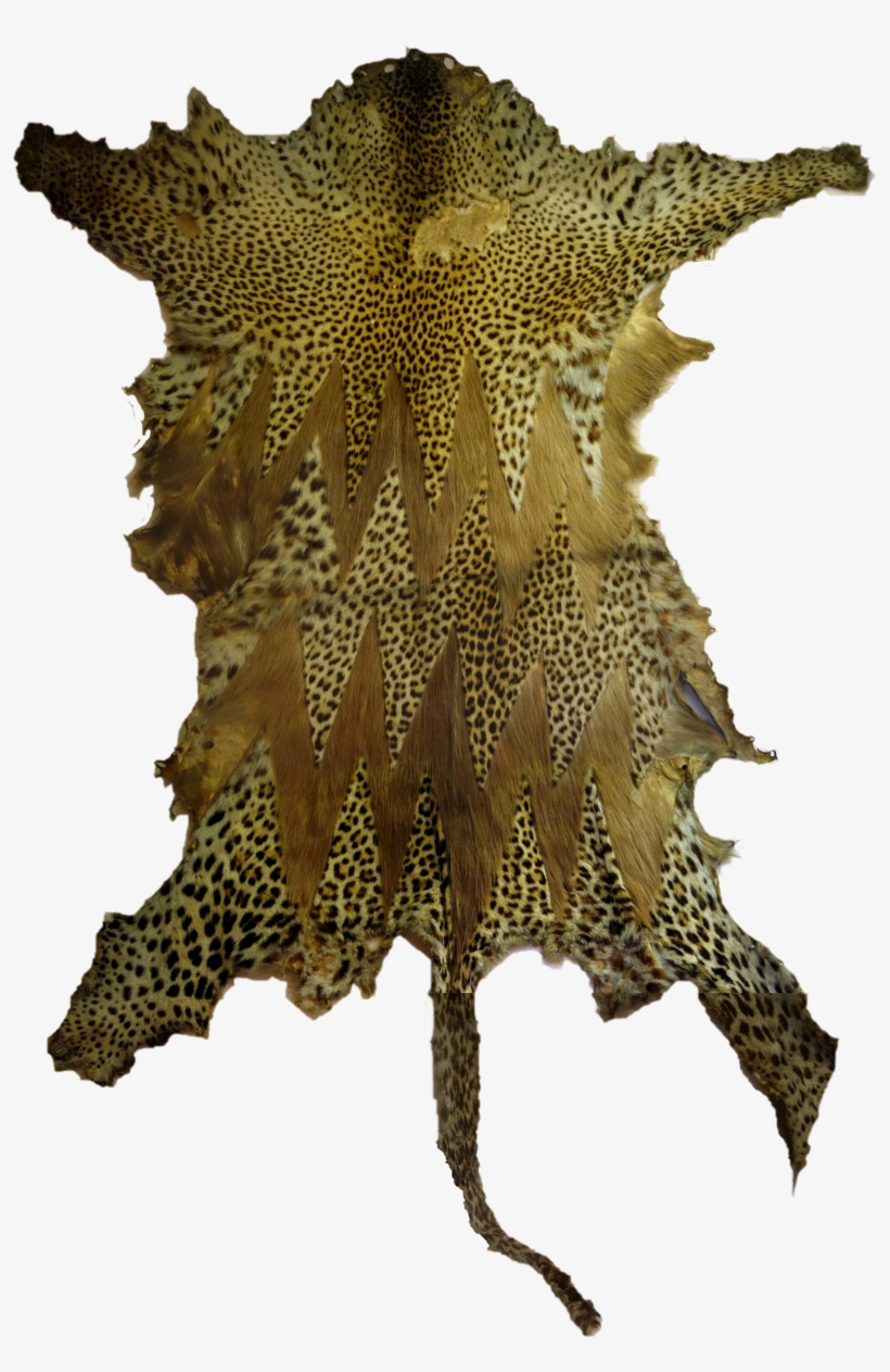 Linden Museum Stuttgart, Leopard Prunkfell, Afrika - Marine Invertebrates, transparent png download