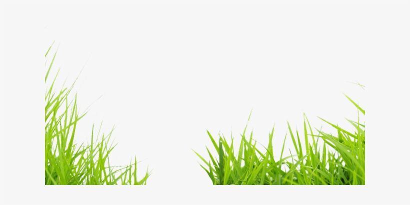 Grass Png Transparent Images - Sweet Grass, transparent png download