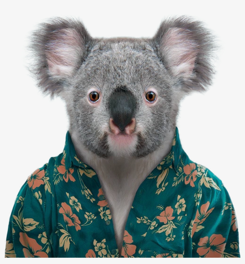 Aura Brooks - Blik Zoo Portraits: Koala - Bl-zoo-koala-decal, transparent png download