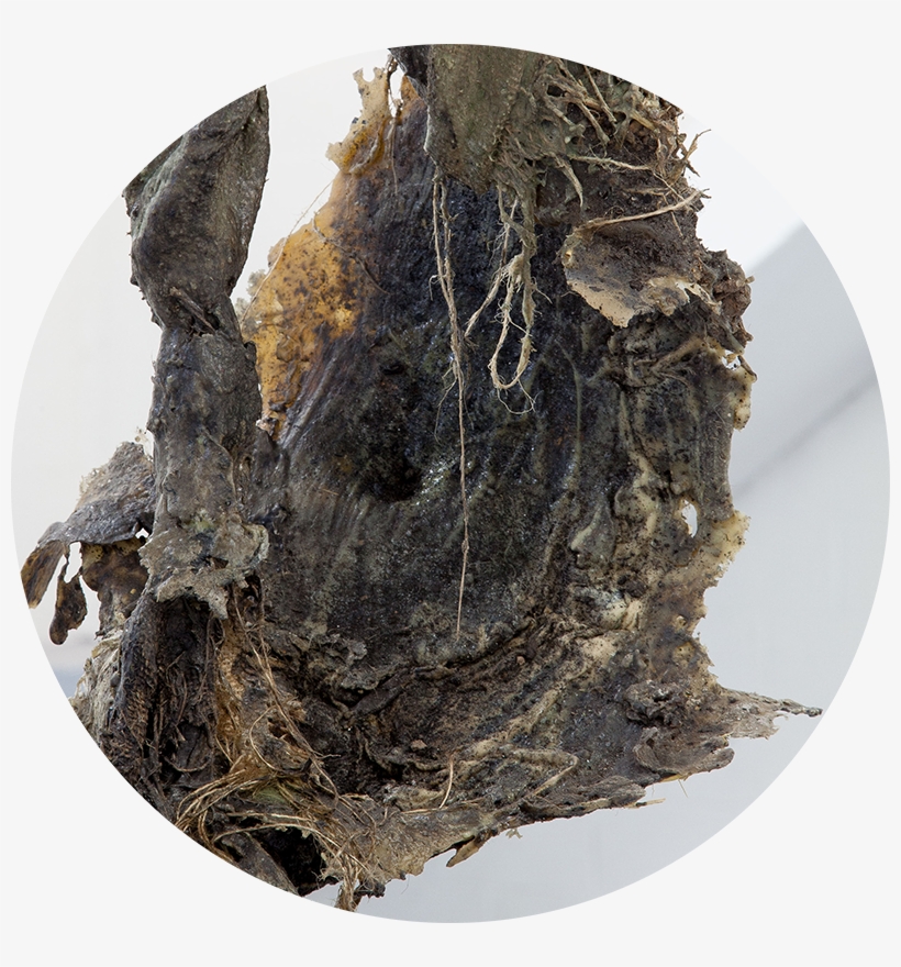 4444 - Natural Material, transparent png download