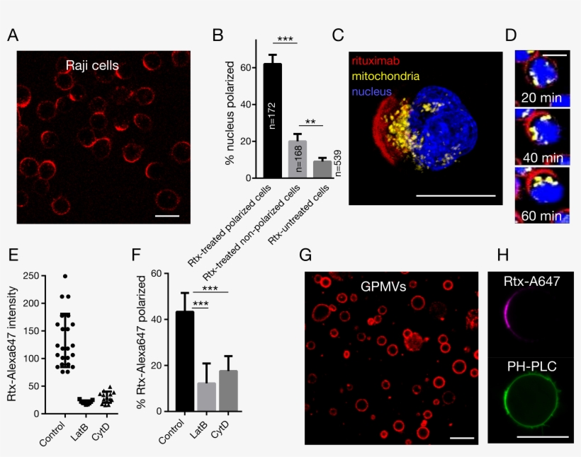 Rituximab Capping Triggers Intracellular Reorganisation, transparent png download