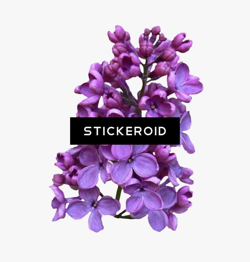 Lilac Flowers - Flower, transparent png download