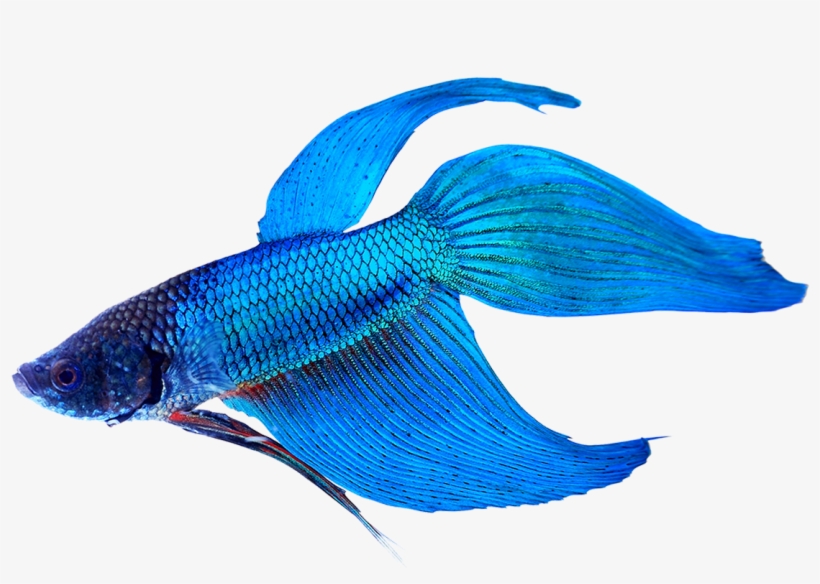 Blue Siamese Fighting Fish Male, transparent png download