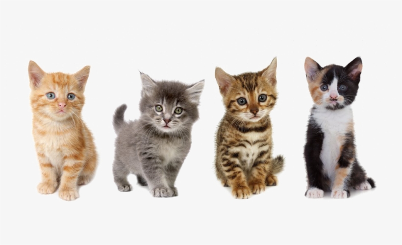 Kitten Png Image - Uber Kittens, transparent png download