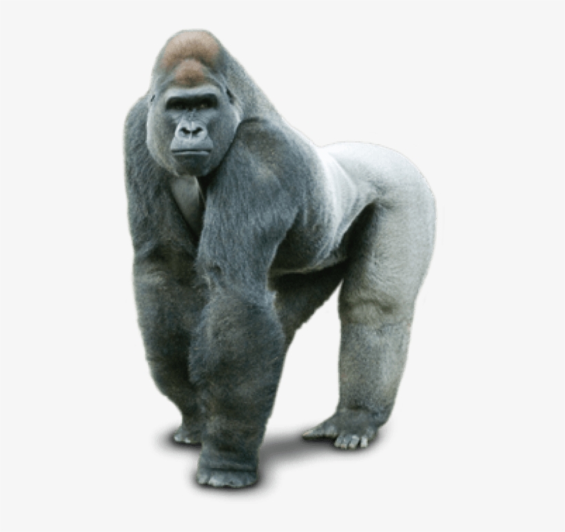 Clip Art Images - Gorilla Png, transparent png download
