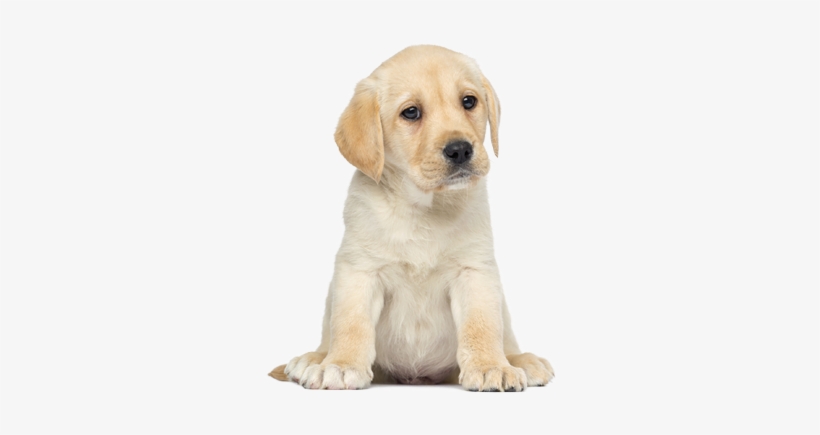 Puppy Png - Mein Fühl-wörterbuch - Mein Tag 9783845809700 (board, transparent png download