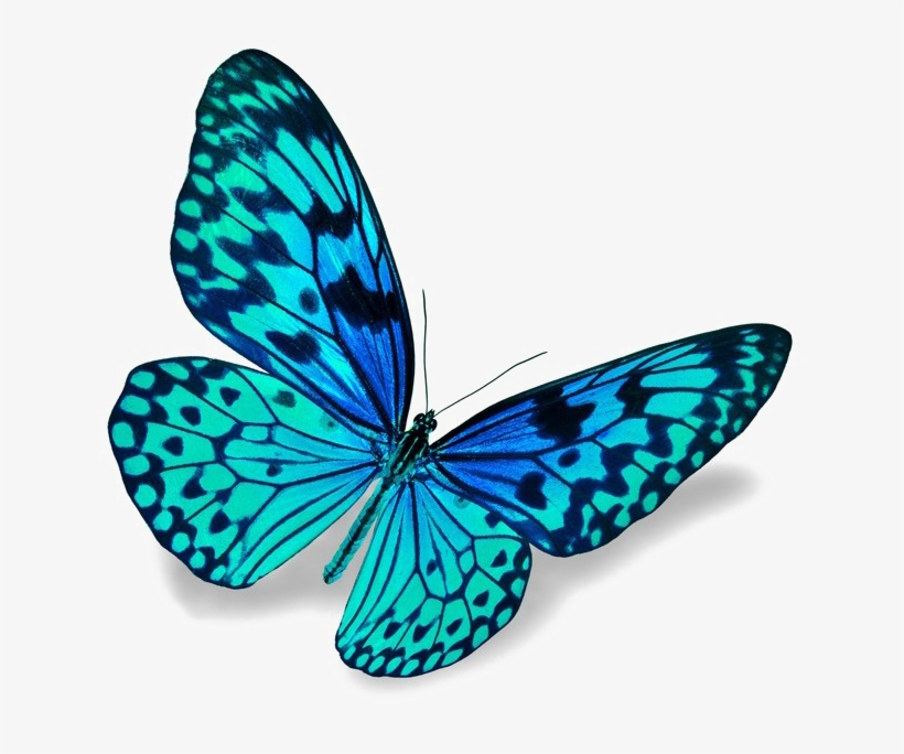 Blue Butterfly Png Download Image - Insights Into Liberating Leadership - How To Become, transparent png download