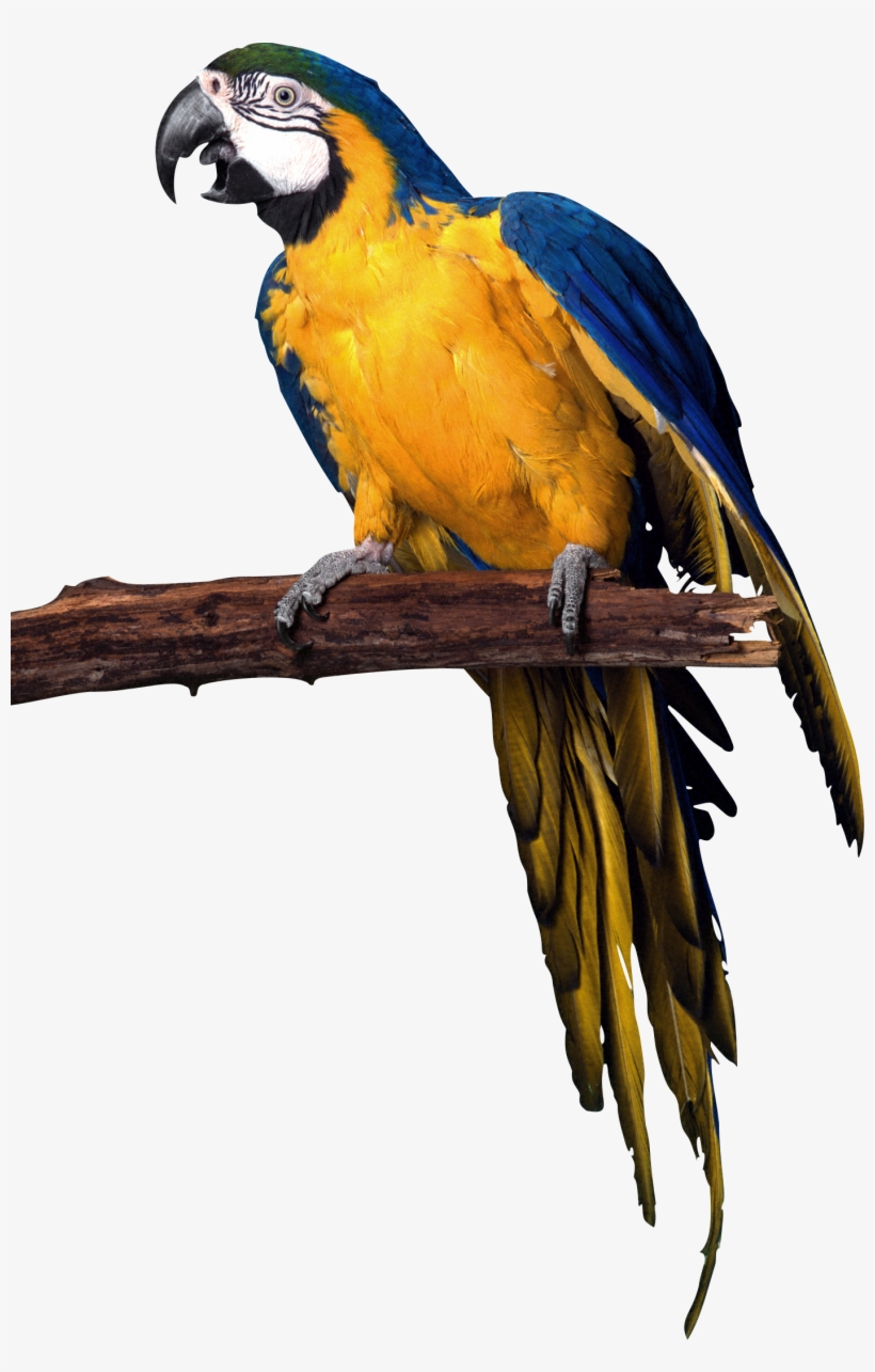 Parrot Png Images, Free Download - Parrot Png, transparent png download