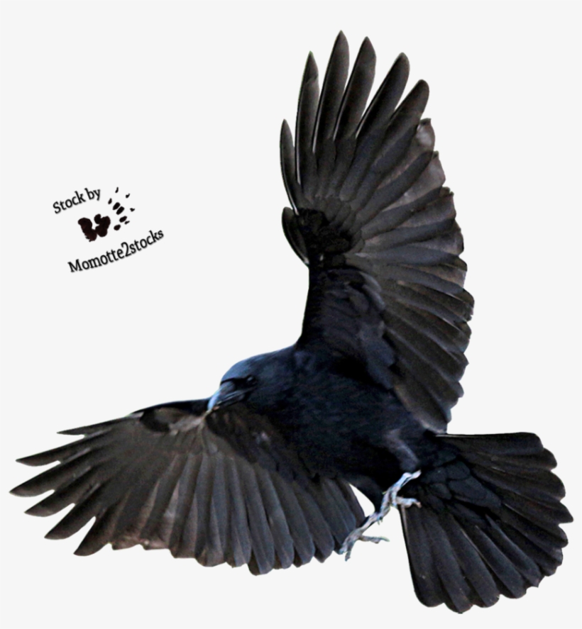 Flying Raven Png Clip Free Stock - Flying Raven Png, transparent png download