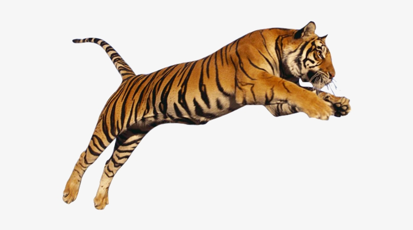Tiger Png Images - Tiger Png Hd, transparent png download