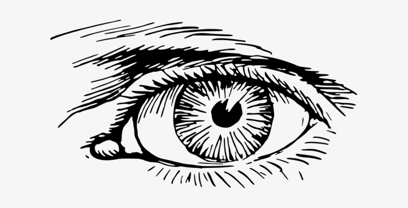 Eye Eyelash Optic Optical Organ Vision Eye - Eye Png, transparent png download
