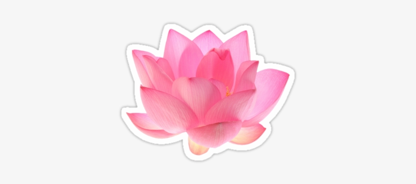 Pink Lotus By Bodyghost $2 - Lotus Images With White Background, transparent png download