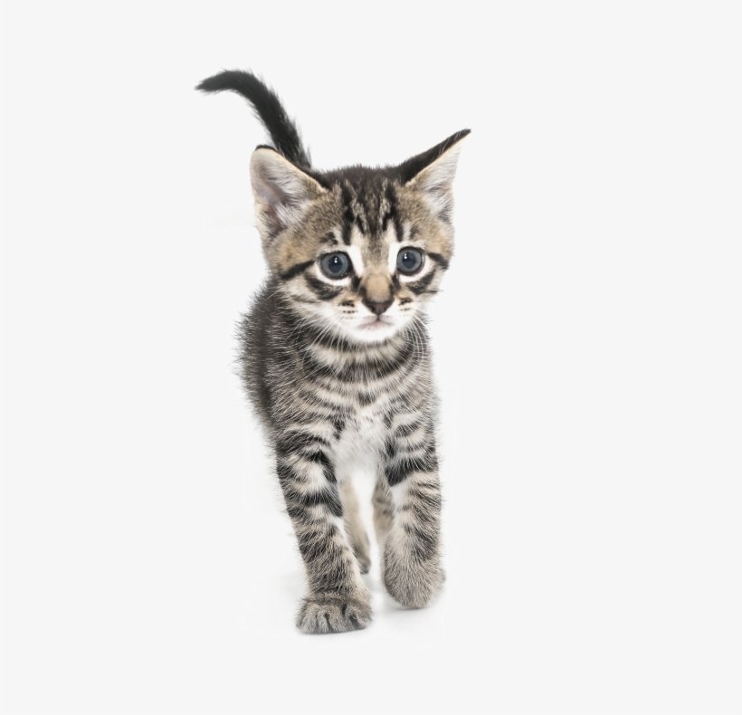 Kitten Png High-quality Image - Wallpaper, transparent png download